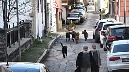 Sürü halindeki başıboş köpekler ekipleri görünce kaçtı