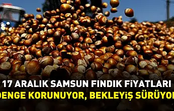 17 Aralık Samsun Fındık Fiyatları | Denge Korunuyor, Bekleyiş Sürüyor