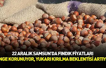 22 Aralık Samsun'da Fındık Fiyatları | Denge Korunuyor, Yukarı Kırılma Beklentisi Artıyor