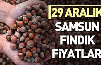 29 Aralık Samsun Fındık Fiyatları | Satış Azaldı, Beklenti Yükseldi