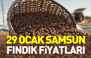 29 Ocak Samsun Fındık Fiyatları |Ocak ayında gerileme dikkat çekti
