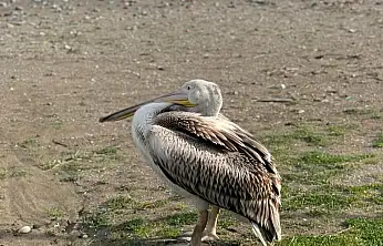 Atakum Sahilinde Tatlı Misafir