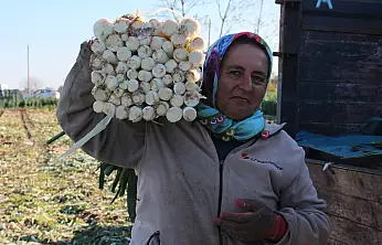 Bafra'da 28 Bin Ton pırasa rekoltesi bekleniyor