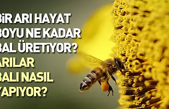 Bir Arı Hayat Boyu Ne Kadar Bal Üretiyor? Arılar Balı Nasıl Yapıyor?