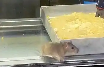 Börekçide hijyen skandalı: Vitrinde fare görüntülendi