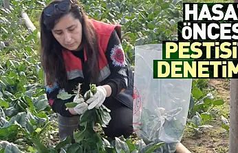 Çarşamba'da hasat öncesi pestisit denetimi