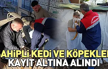 Çarşamba'da sahipli kedi ve köpekler kayıt altına alındı