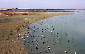 Elazığ'daki Cip Baraj Gölü, binlerce göçmen kuşu ağırlıyor