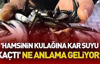'Hamsinin Kulağına Kar Suyu Kaçtı' Ne Anlama Geliyor?