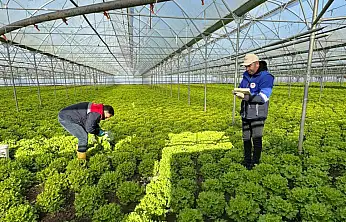 Hasat öncesi pestisit denetimi