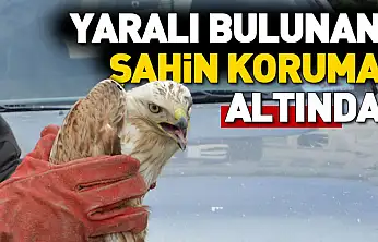 Havza'da yaralı bulunan şahin koruma altına alındı