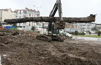 İnşaat alanında yaklaşık 150 yıllık karaağaç bulundu