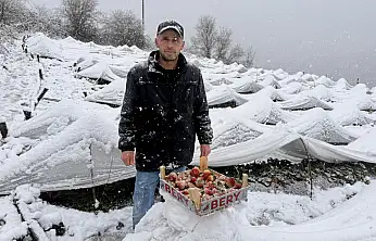 Kar Yağarken Çilek Topladılar