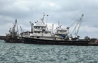 Karadeniz'de Lüfer Tezgâha İnmiyor