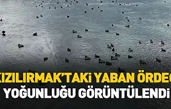 Kızılırmak'taki yaban ördeği yoğunluğu dronla görüntülendi