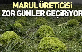 Marul Üreticisi Zor Günler Geçiriyor