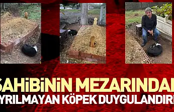 Sahibinin Mezarından Ayrılmayan Köpek Duygulandırdı