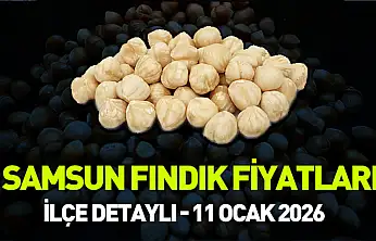Samsun, Çarşamba ve Terme Fındık Fiyatları! 11 Ocak 2026 Liste Fiyatı