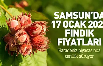 Samsun'da 17 Ocak 2026 Fındık Fiyatları: Karadeniz piyasasında canlılık sürüyor