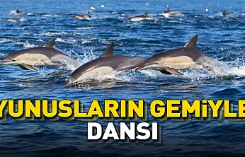 Samsun'da Balıkçı Teknesine Eşlik Eden Yunuslar Kamerada