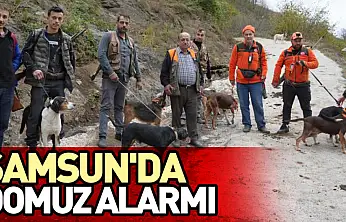 Samsun'da domuz alarmı