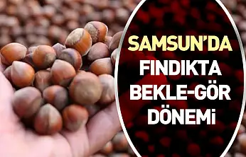 Samsun'da Fındıkta Bekle-Gör Dönemi: Üretici Satışa Mesafeli