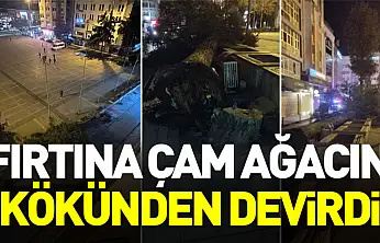 Samsun'da fırtına çam ağacını kökünden devirdi