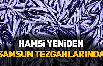 Samsun'da Hamsi Bolluğu