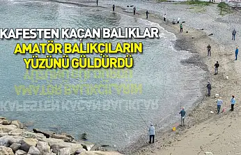 Samsun'da kafesten kaçan balıklar amatör balıkçıların yüzünü güldürdü