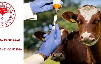 Samsun'da Şapla mücadele