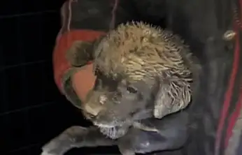 Samsun'da Zabıta ekipleri can dostu için seferber oldu