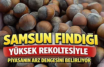 Samsun Fındığı Yüksek Rekoltesiyle Piyasanın Arz Dengesini Belirliyor