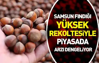 Samsun Fındığı Yüksek Rekoltesiyle Piyasada Arzı Dengeliyor