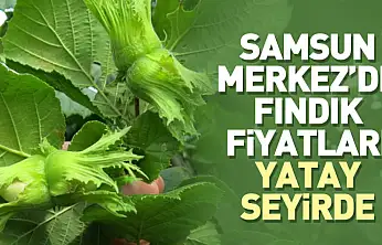 Samsun Merkez'de Fındık Fiyatları Yatay Seyirde