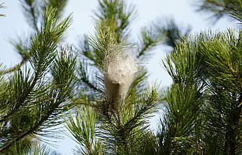 Samsun Ormanlarında Tehlikeli İstila!