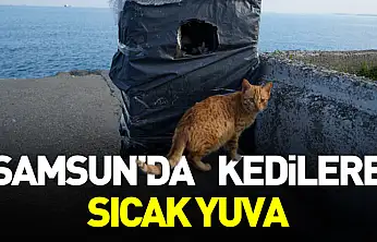 Samsun Sahilinde Kediler İçin Sıcak Yuva