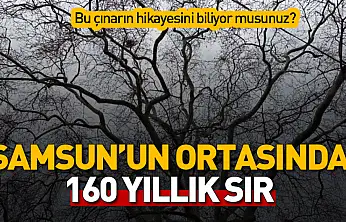 Samsun'un 160 Yıllık Anıt Çınarı Zamana Meydan Okuyor