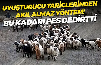 Siirt'te Hayvanların İçine Gizlenmiş 54,6 Kilogram Metamfetamin Ele Geçirildi