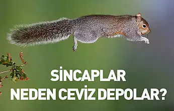 Sincaplar neden ceviz depolar?