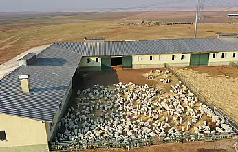 Tarımda Dev Üretim : 60 Bin İvesi Kuzu Dünyaya Geldi