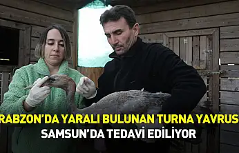 Trabzon'da yaralı bulunan turna yavrusu Samsun'da tedavi ediliyor