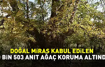 Türkiye'de doğal miras kabul edilen 10 bin 503 anıt ağaç koruma altında