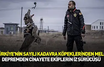 Türkiye'nin sayılı kadavra köpeklerinden Melo, depremden cinayete iz sürüyor