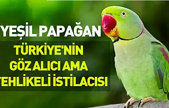 Yeşil papağan: Türkiye'nin göz alıcı ama tehlikeli istilacısı