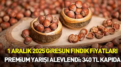 1 Aralık 2025 Giresun Fındık Fiyatları | Premium Yarışı Alevlendi: 340 TL Kapıda