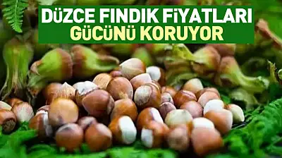 Düzce Fındık Fiyatları Gücünü Koruyor | 27 Aralık'ta Akçakoca Etkisi Belirgin