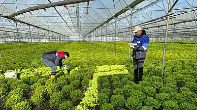 Hasat öncesi pestisit denetimi