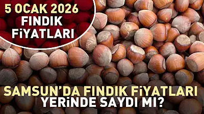 Samsun'da Fındık Fiyatları Yerinde Saydı mı? İşte Güncel Tablo
