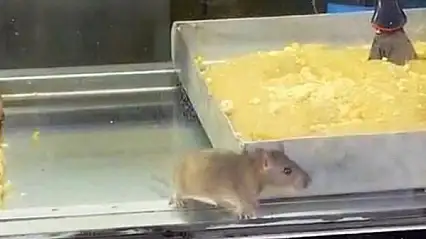 Börekçide hijyen skandalı: Vitrinde fare görüntülendi