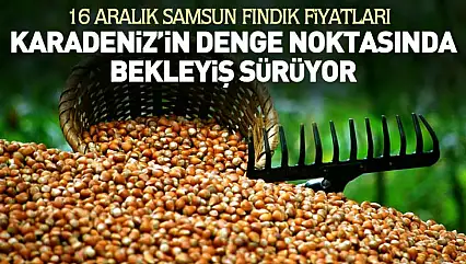 16 Aralık Samsun Fındık Fiyatları | Karadeniz'in Denge Noktasında Bekleyiş Sürüyor